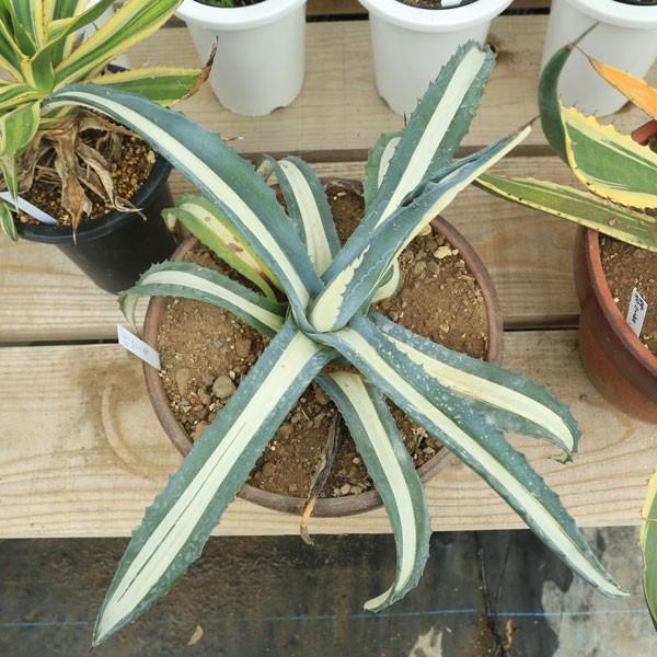 多肉植物：アガベ 那智の滝*41cm 現品 一品限り : 遊恵盆栽 Yahoo!店