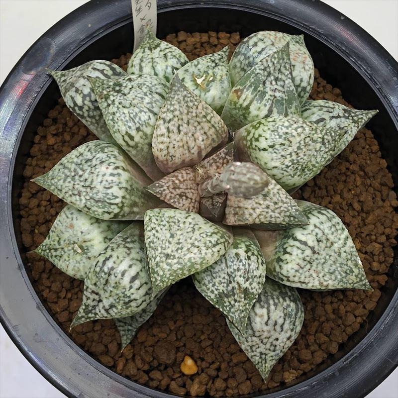 多肉植物：ハオルチア ピクタ*幅10cm 現品！一品限り : 遊恵盆栽