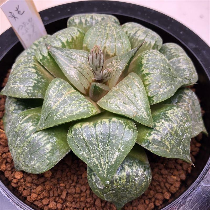 多肉植物 ハオルチア 透明白銀ピクタ 幅9ｃｍ 現品 一品限り S111v 遊恵盆栽 Yahoo 店 通販 Yahoo ショッピング