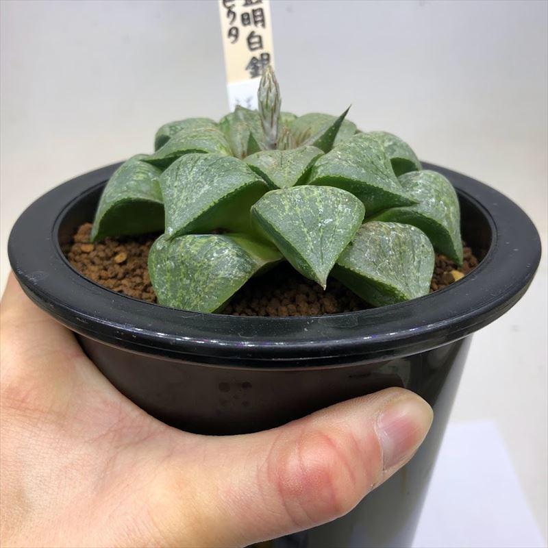 ハオルチア 丸葉ピクタ錦 多肉植物：ハオルチア ピクタ 小葉緑*幅6.5cm 現品！一品限り