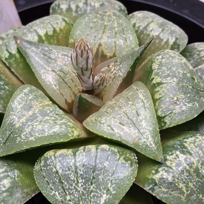 3AAA ハオルチア　多肉植物　白泉殿ピクタ錦　自家繁殖 楽天市場】多肉植物：ハオルチア 白銀ピクタ*幅9cm : 遊恵盆栽
