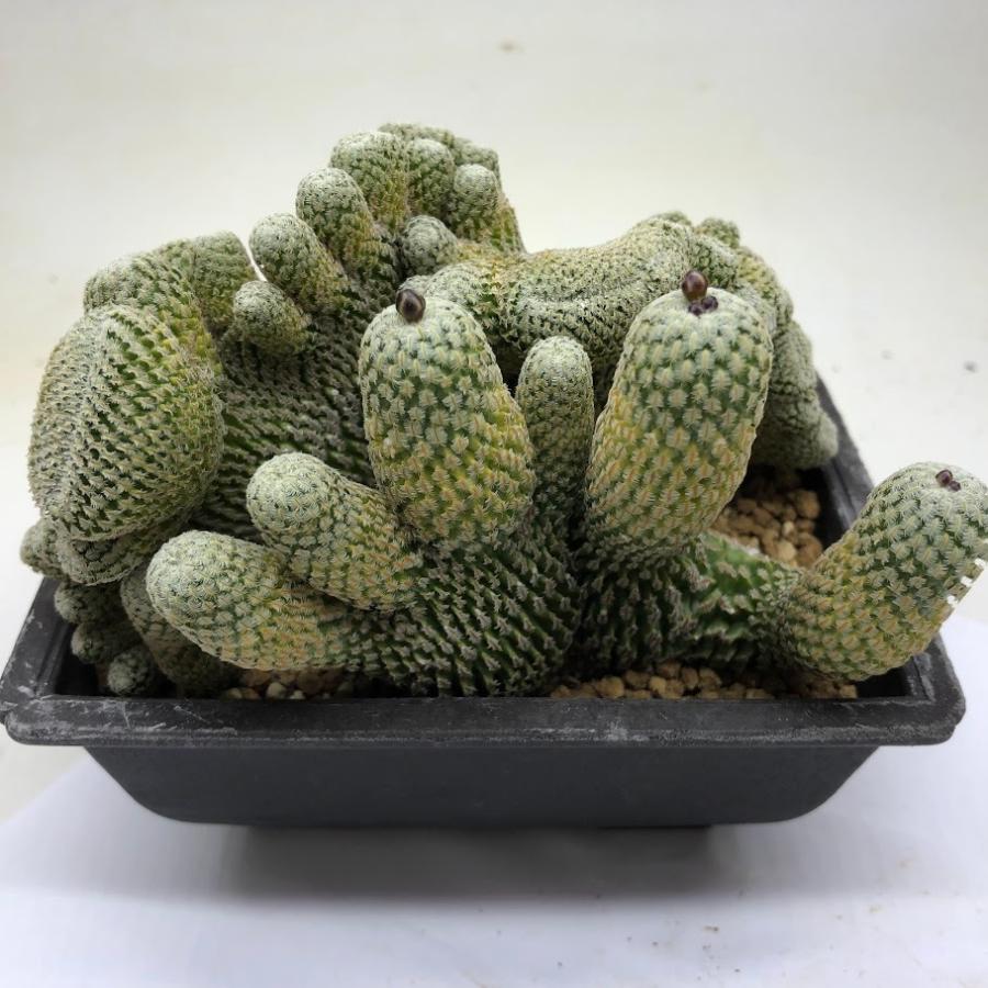 サボテン：ツルビニカルプス 精巧殿綴化 自根*幅13cm : 遊恵盆栽