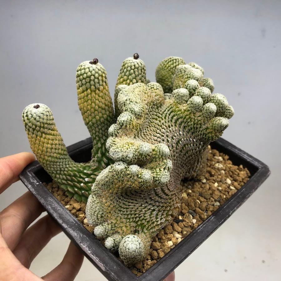 BS020 ツルビニカルプス・ロホホロイデス・綴化 サボテン：ツルビニカルプス 精巧殿綴化 自根*幅13cm : 遊恵盆栽