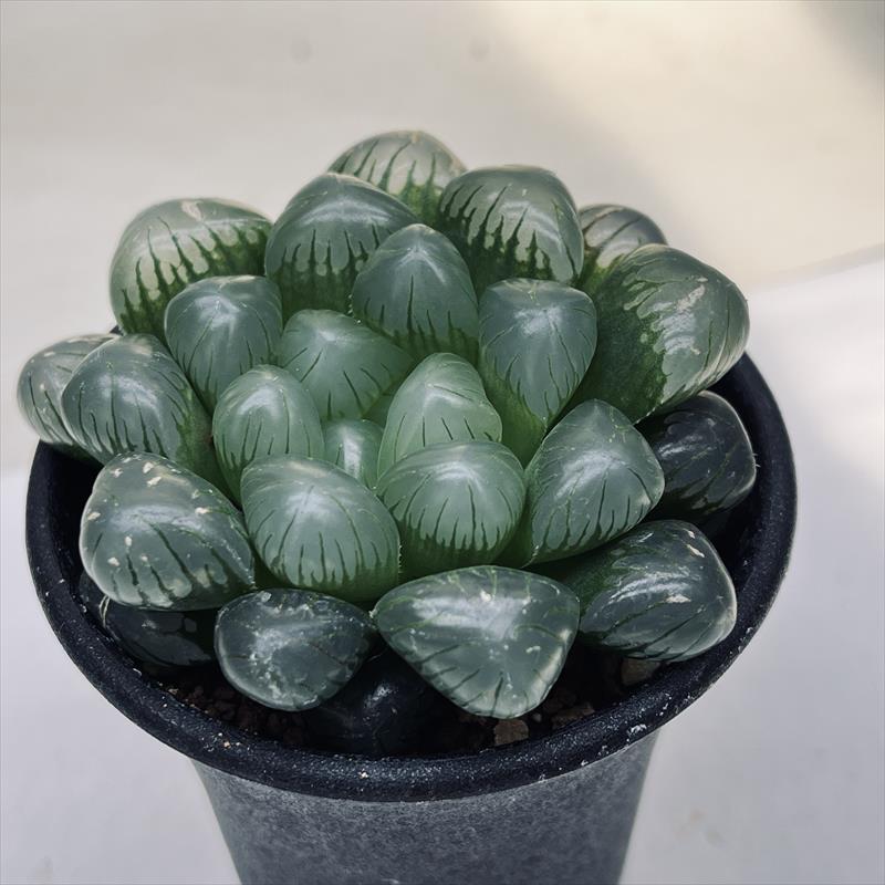 多肉植物：ハオルチア オブツーサ OB-1*幅7cm : 遊恵盆栽 Yahoo!店