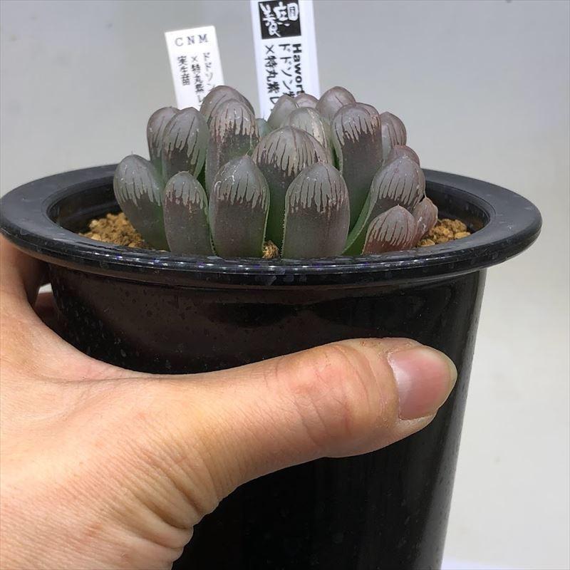 多肉植物：ハオルチア ドドソン紫オブツーサ×特丸紫レンズオブツーサ