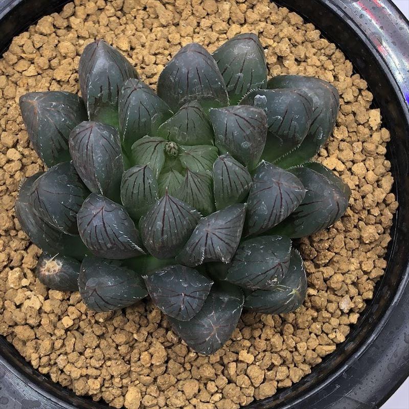 多肉植物：ハオルチア オブツーサ ブラック×パープルレンズ*幅6.5cm