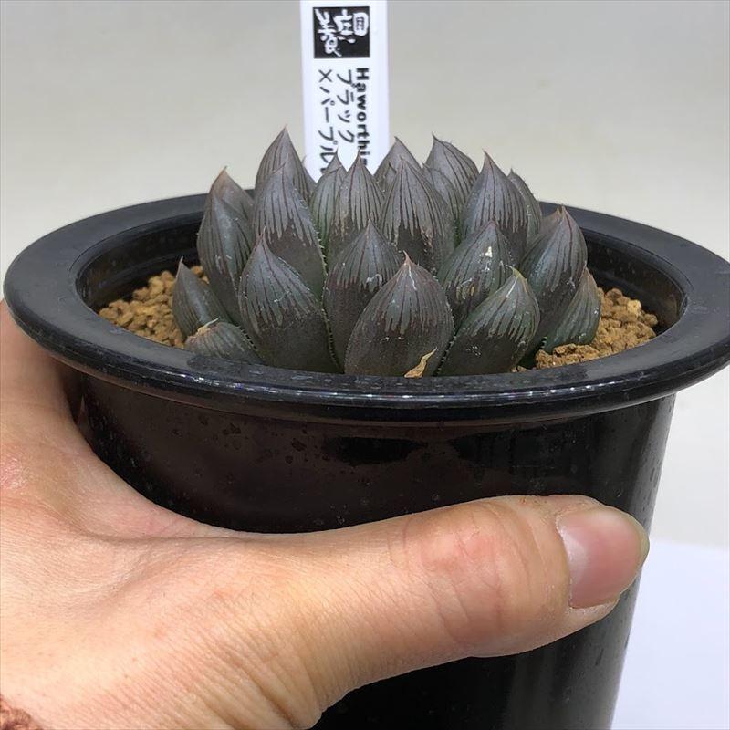 楽天市場】ハオルチア 錦の通販 多肉植物 観葉植物 ハオルチア