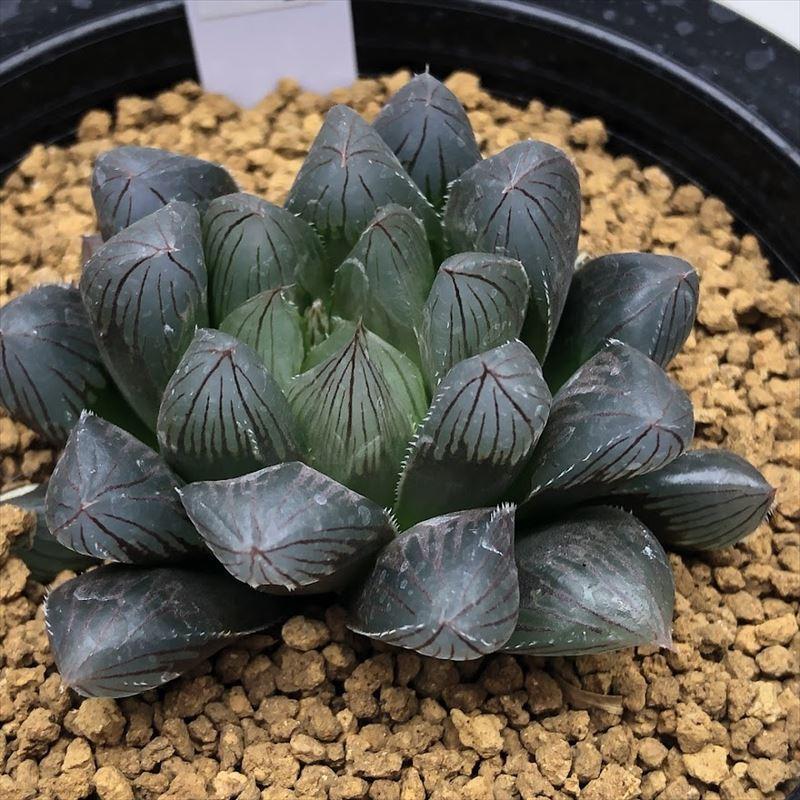 多肉植物：ハオルチア オブツーサ ブラック×パープルレンズ*幅