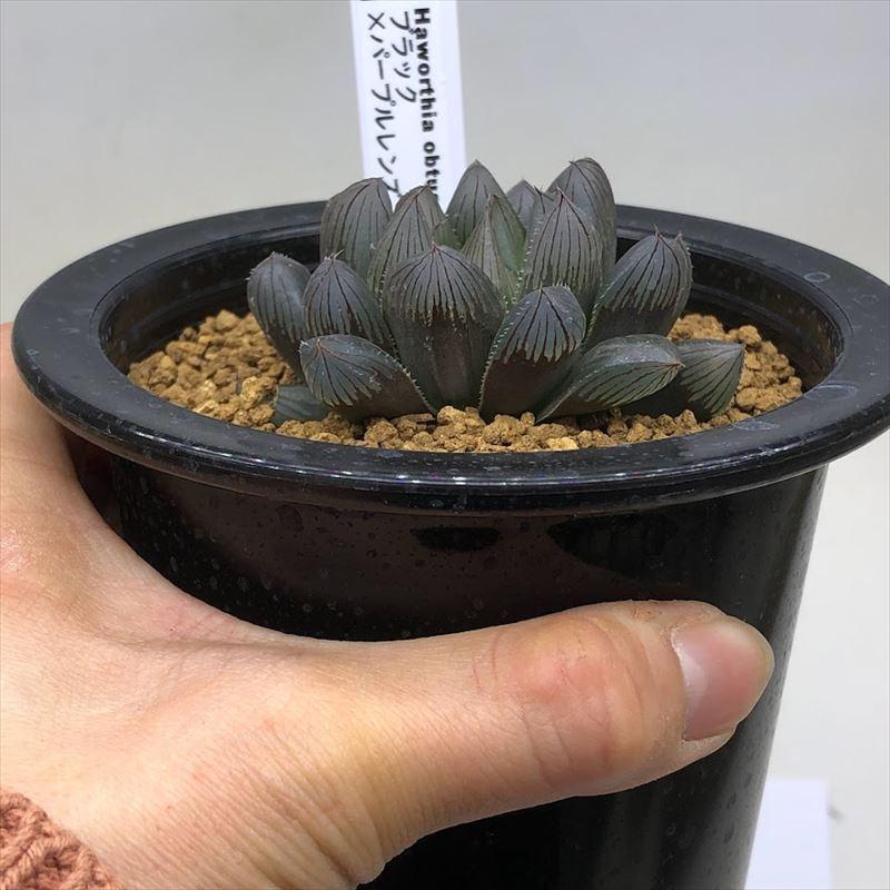 多肉植物　ハオルチア　オブツーサ ☆抜群の透明感☆多肉植物 ハオルチア オブツーサ OB-2 - メルカリ