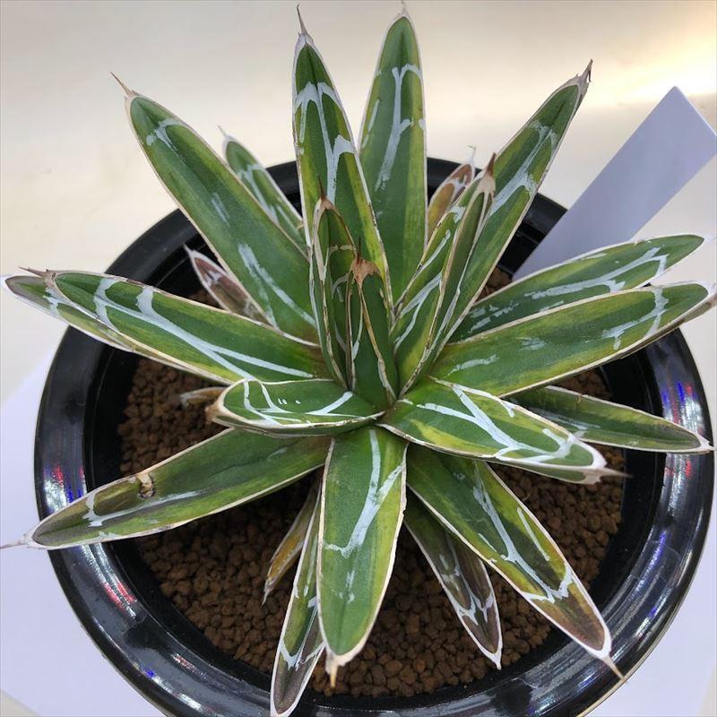 アガベ 笹の雪錦 斑入り 大株 約32cm 多肉植物：アガベ 笹の雪