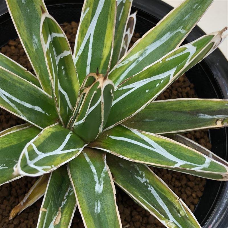 アガベ 笹の雪錦 斑入り 大株 約32cm 楽天市場】アガベ 笹の雪（
