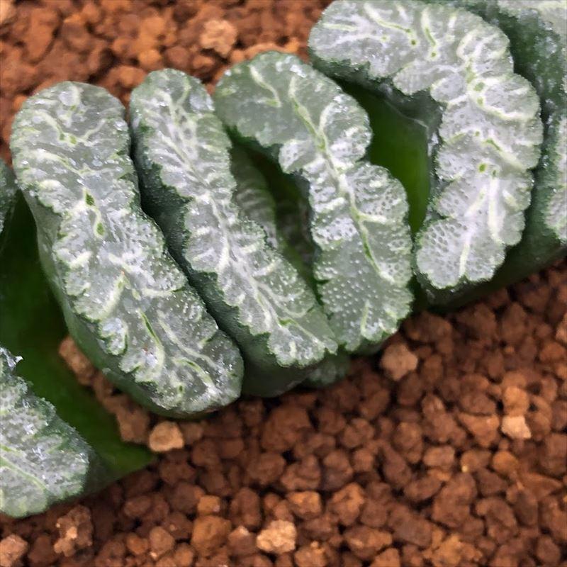 多肉植物：ハオルチア 玉扇 T93*幅11cm 現品！一品限り : 遊恵盆栽