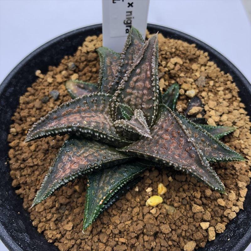 多肉植物：ハオルチア 鬼瓦*幅6cm 現品！一品限り : 遊恵盆栽 Yahoo