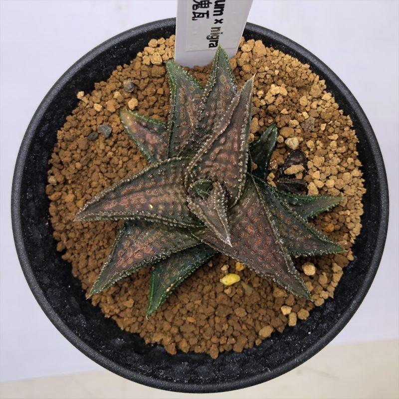 多肉植物：ハオルチア 鬼瓦*幅6cm 現品！一品限り : 遊恵盆栽 Yahoo