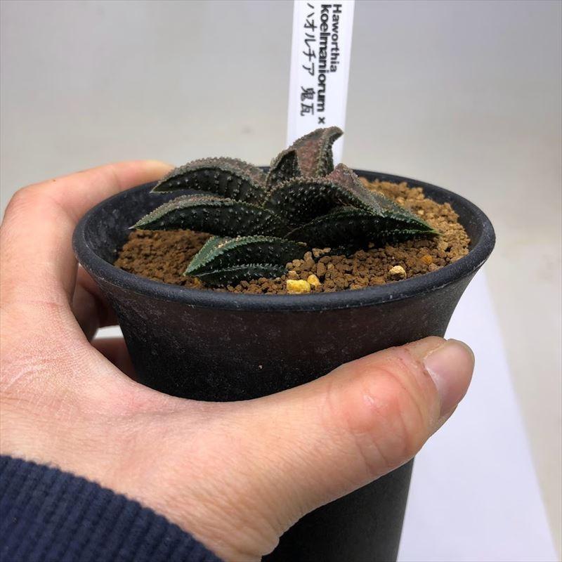 多肉植物：ハオルチア 鬼瓦*幅6cm 現品！一品限り : 遊恵盆栽 Yahoo