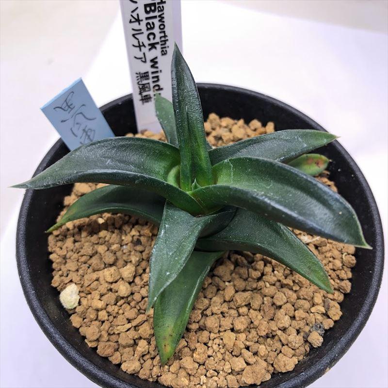 多肉植物：ハオルチア 黒風車*幅8cm : 遊恵盆栽 Yahoo!店 - 通販