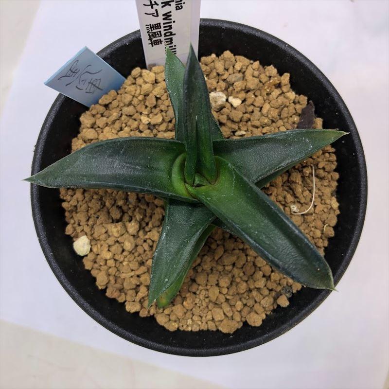多肉植物：ハオルチア 黒風車*幅8cm : 遊恵盆栽 Yahoo!店 - 通販