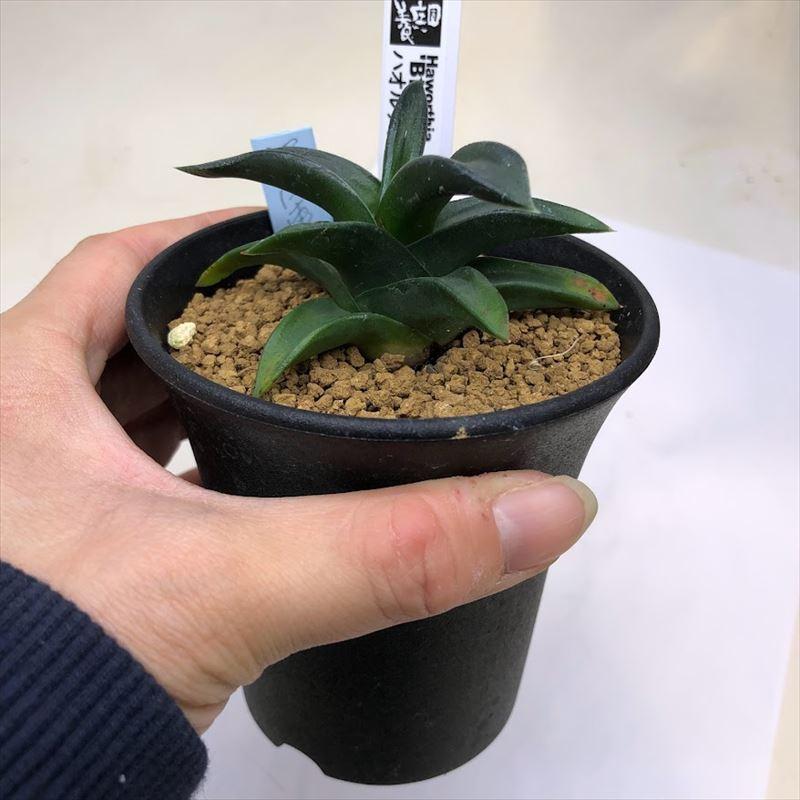 多肉植物：ハオルチア 黒風車*幅8cm : 遊恵盆栽 Yahoo!店 - 通販
