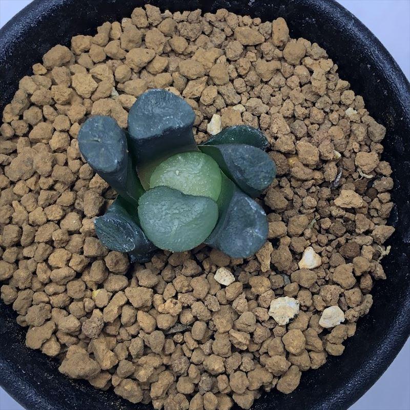 多肉植物：ハオルチア 金子氏 白線稲妻万象*幅3cm : 遊恵盆栽 Yahoo