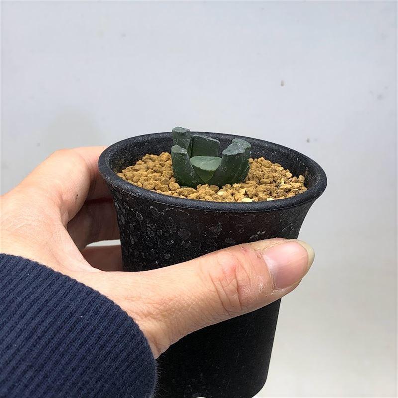 多肉植物：ハオルチア 金子氏 白線稲妻万象*幅3cm : 遊恵盆栽 Yahoo