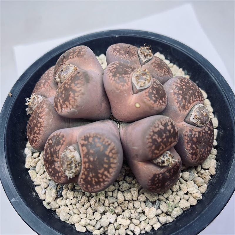 多肉植物：リトープス 日輪玉 群生*幅10cm 現品！一品限り