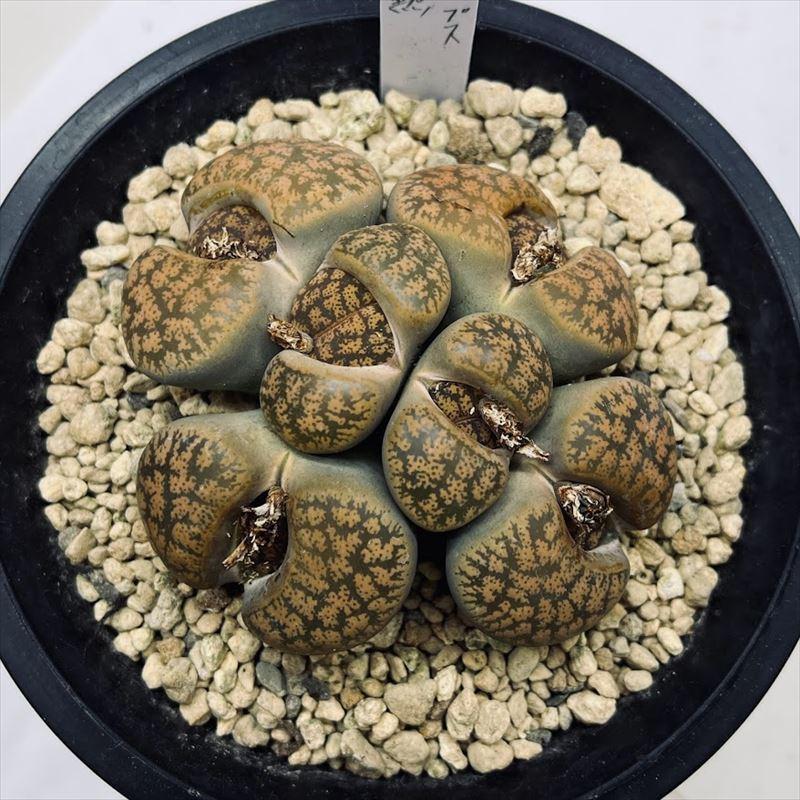 多肉植物：リトープス 紫勲 群生*幅8.5cm 現品！一品限り : 遊恵盆栽