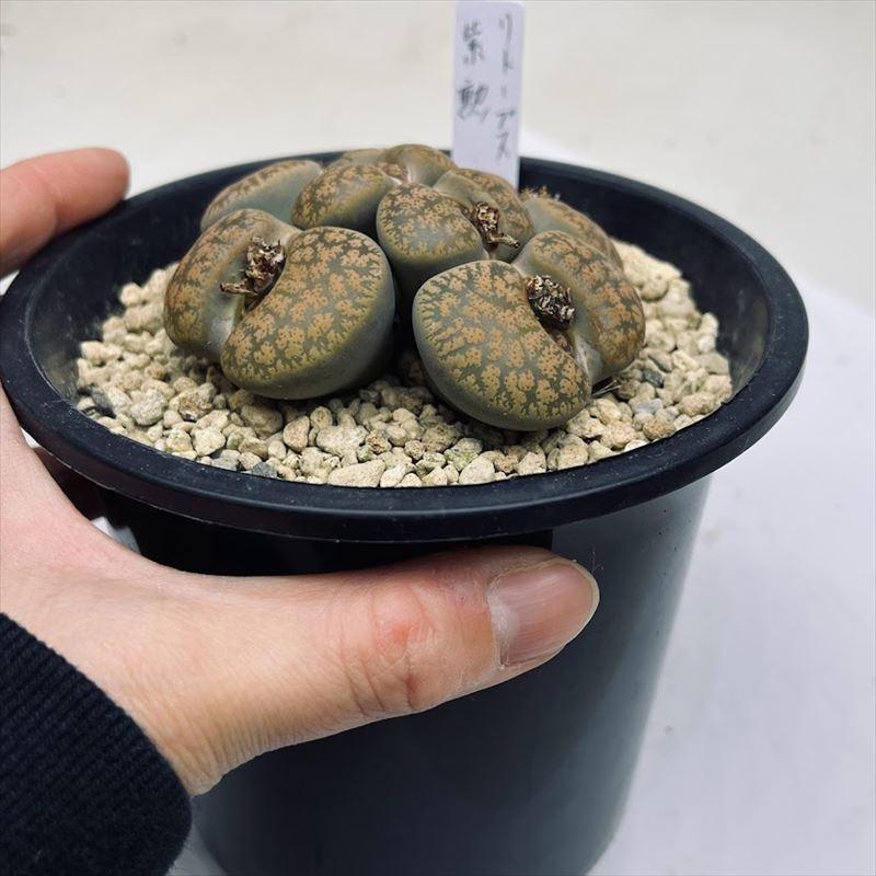 多肉植物：リトープス 紫勲 群生*幅8.5cm 現品！一品限り : 遊恵盆栽