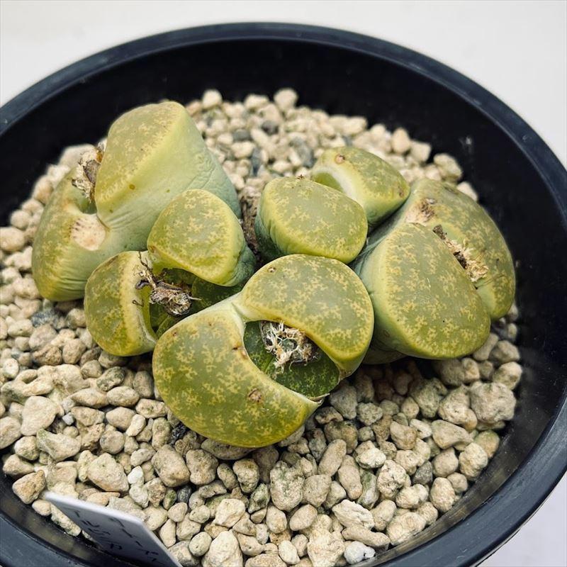 多肉植物：リトープス レスリー アルビニカ 群生*幅9cm 現品！一品
