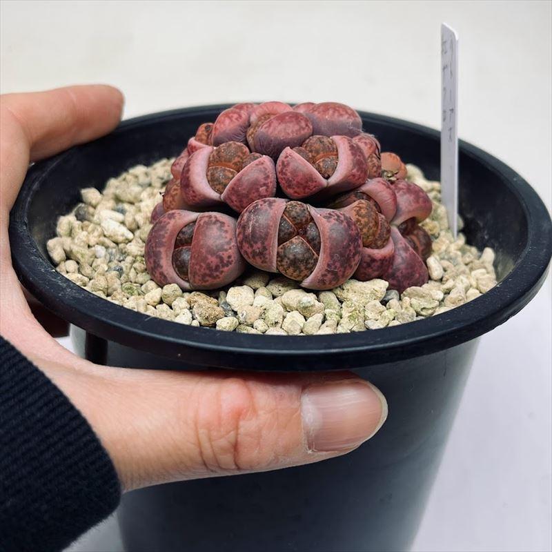 多肉植物:リトープス 紅柘榴玉 群生*幅7cm 現品!一品限り 多肉植物:リトープス 紅柘榴玉 群生*幅7cm 現品!一品限り