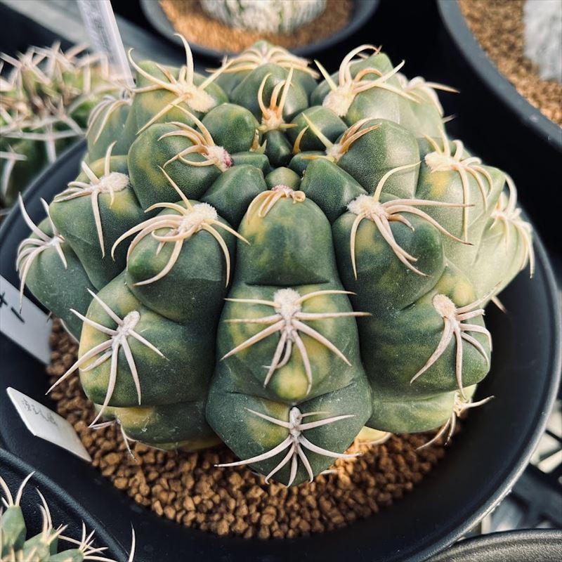 サボテン：ギムノカリキウム 海王丸錦*幅12cm 現品！一品限り : 遊恵