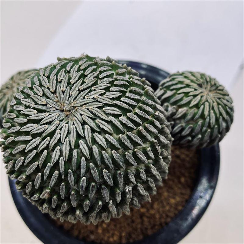 サボテン:ペレキフォラ 精巧丸*幅13cm 現品!一品限り : 遊恵 サボテン:ペレキフォラ 精巧丸*幅13cm 現品!一品限り : 遊恵
