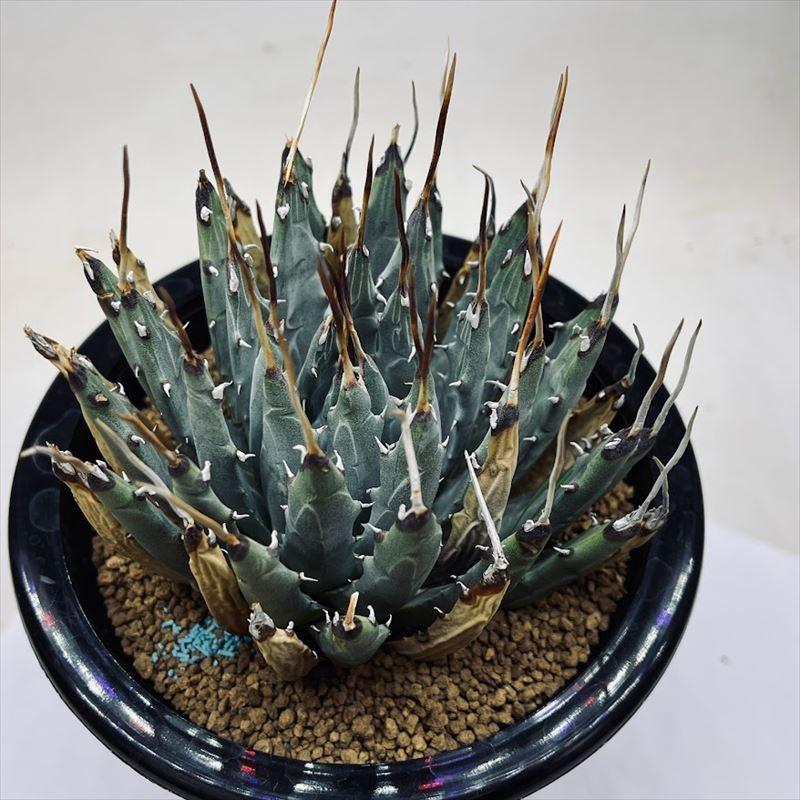 多肉植物：アガベ　ユタエンシス*幅10ｃｍ 現品！一品限り