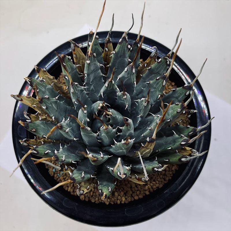 【新商品】 多肉植物：アガベ　ユタエンシス*幅10ｃｍ 現品！一品限り 【YWU1222016731】(44528円)