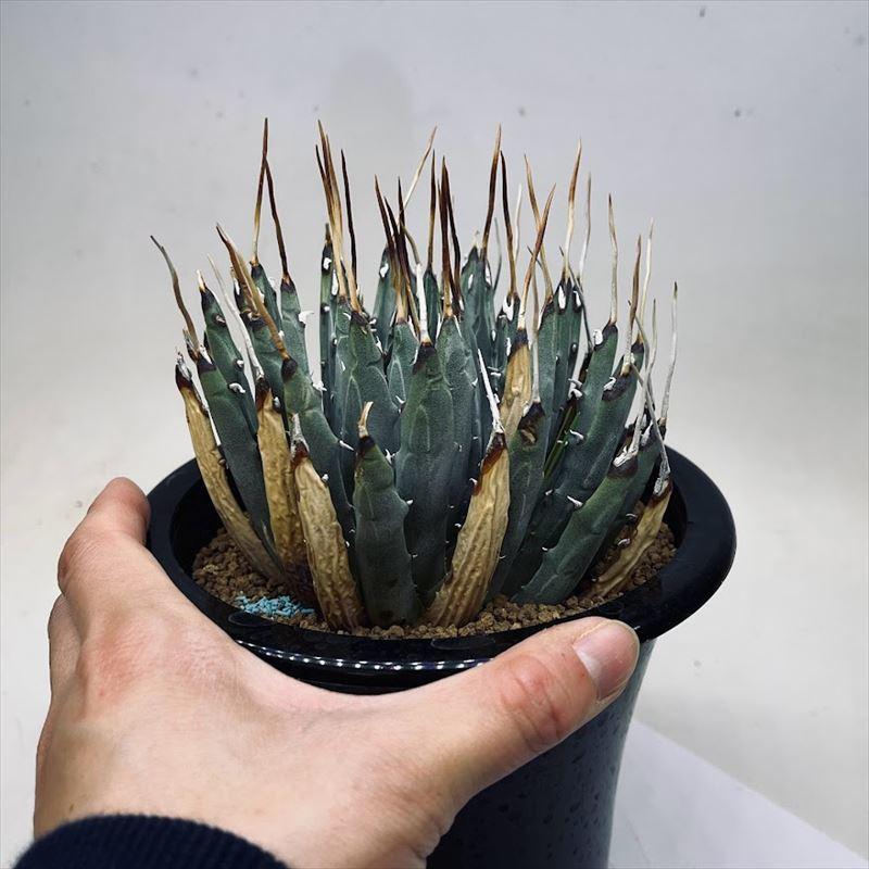 【新商品】 多肉植物：アガベ　ユタエンシス*幅10ｃｍ 現品！一品限り 【YWU1222016731】(44528円)