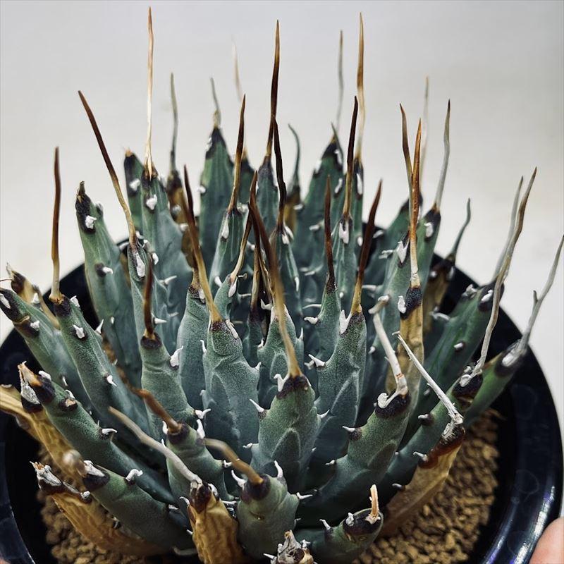 【新商品】 多肉植物：アガベ　ユタエンシス*幅10ｃｍ 現品！一品限り 【YWU1222016731】(44528円)