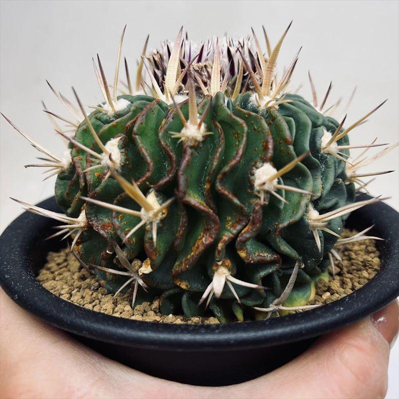 サボテン：エキノフォスロカクタス 短刺縮玉 実生*幅9.5cm