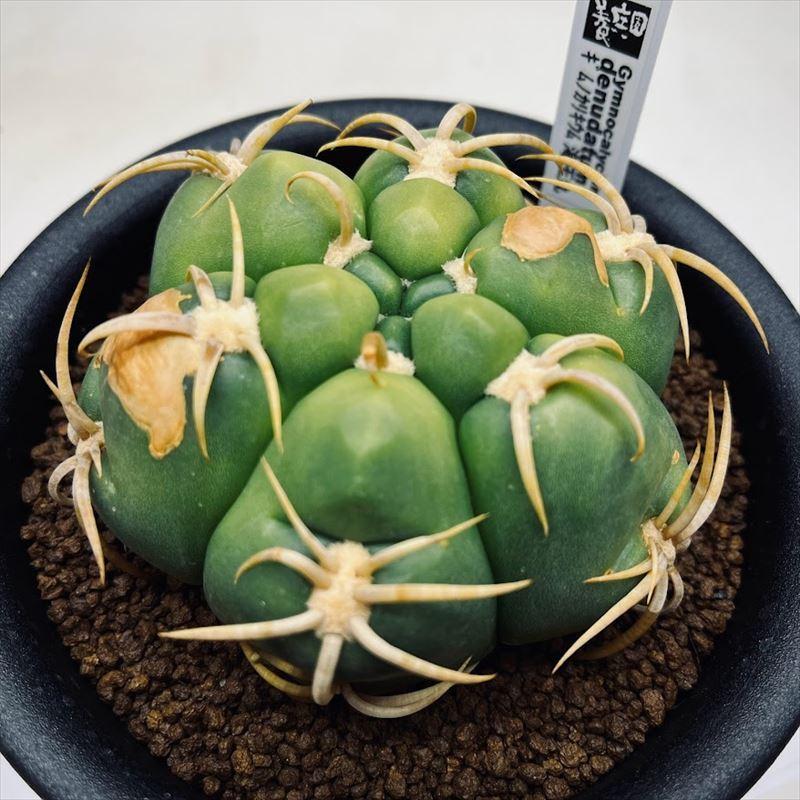 サボテン ギムノカリキウム 海王丸 幅9cm 現品 一品限り 焼けあり Sv 遊恵盆栽 Yahoo 店 通販 Yahoo ショッピング