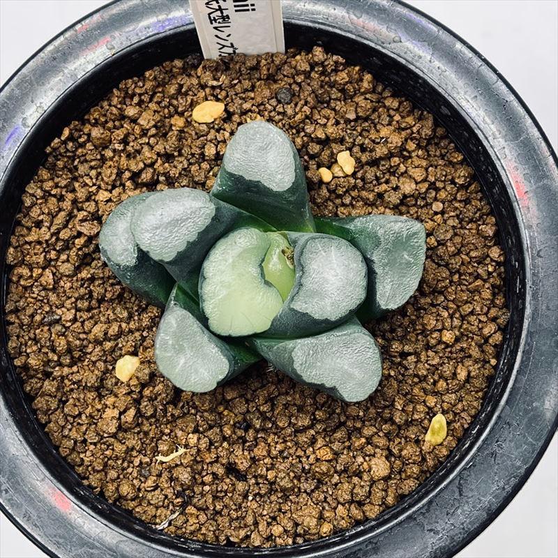 多肉植物：ハオルチア I氏大型レンズ万象*幅5.5cm : 遊恵盆栽 Yahoo