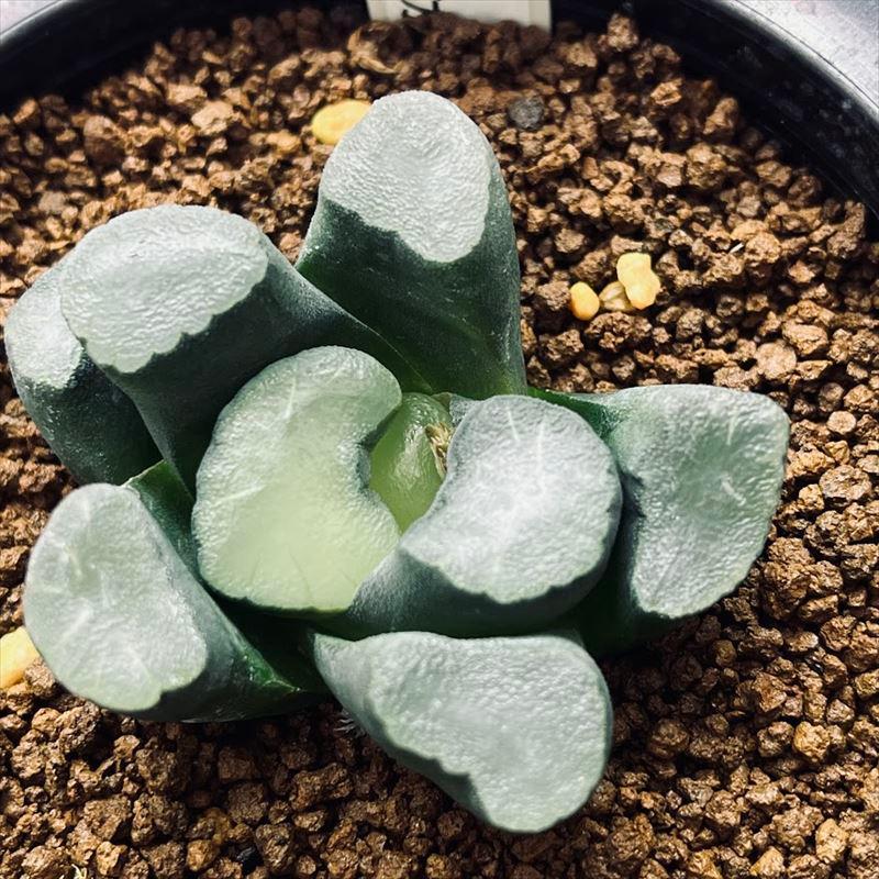 多肉植物：ハオルチア I氏大型レンズ万象*幅5.5cm : 遊恵盆栽 Yahoo