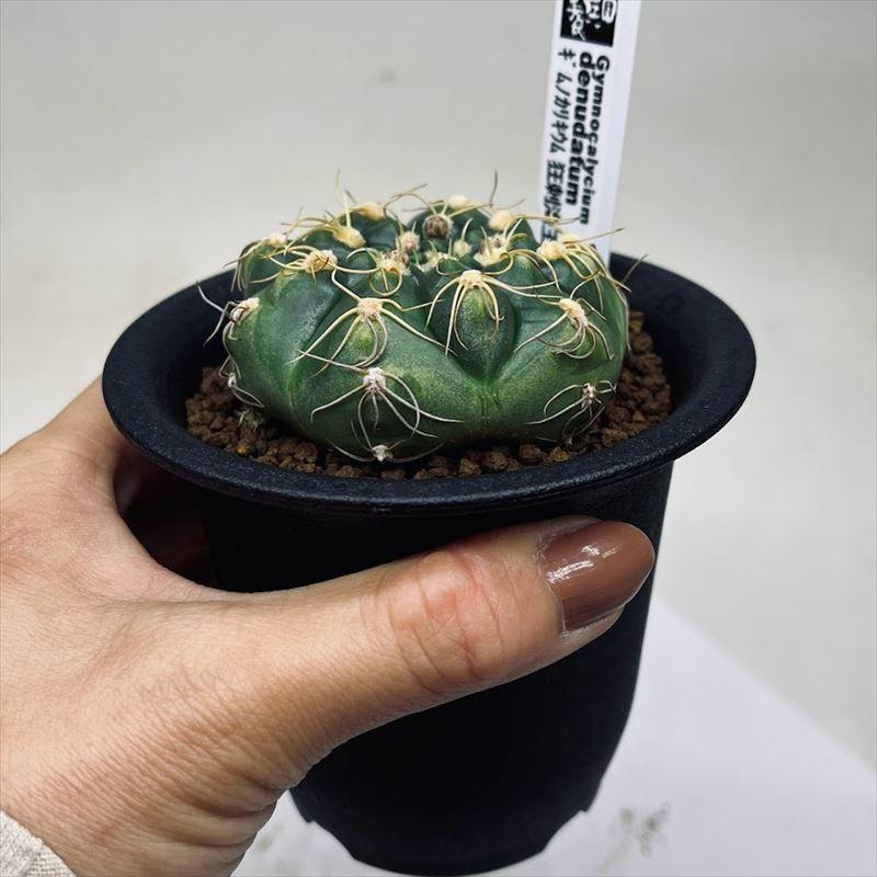 サボテン：ギムノカリキウム 狂刺海王丸*幅6cm 現品！一品限り : 遊恵