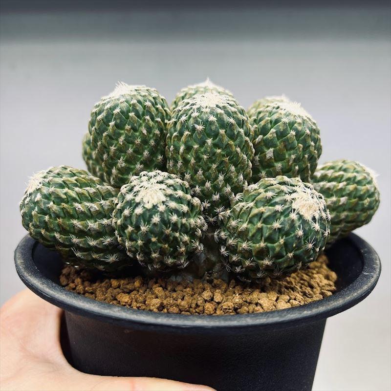 サボテン：ペレキフォラ 銀牡丹群生 自根*幅12cm 現品 一品