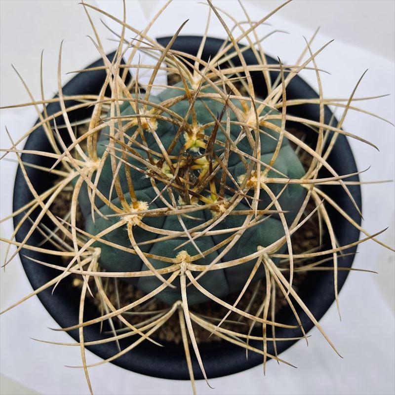 サボテン：ギムノカリキウム 光琳玉*幅8cm 現品！一品限り