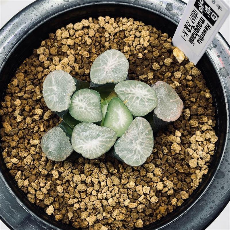 多肉植物：ハオルチア 万象 K-1*幅5.5cm 現品！一品限り