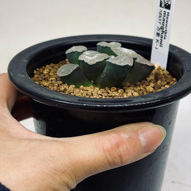 多肉植物：ハオルチア 万象 K-1*幅5.5cm 現品！一品限り : 遊恵盆栽