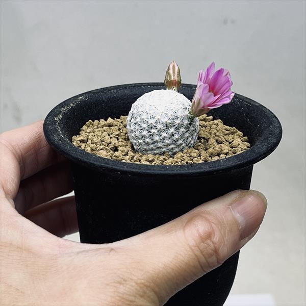 サボテン：マミラリア 白鳥 実生*S 幅2.5cm : 遊恵盆栽 Yahoo!店