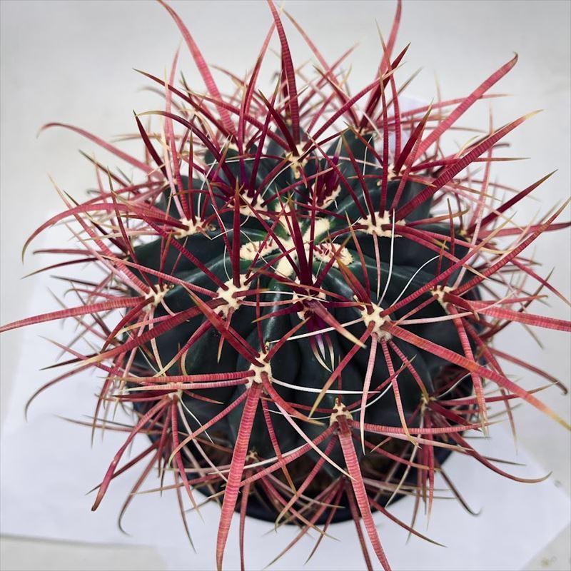 サボテン：フェロカクタス 神仙玉*幅12cm 現品！一品限り : 遊恵盆栽