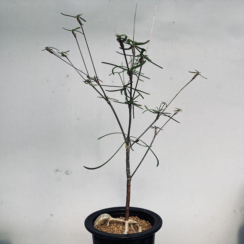 多肉植物：ユーフォルビア ヘディオトイデス*幅15cm : 遊恵盆栽