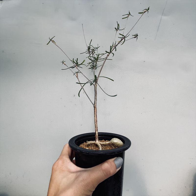 ユーフォルビア・ヘディオトイデス　コーデックス　塊根 ユーフォルビア：ヘディオトイデス 3.5号 の通販 | 園芸ネット