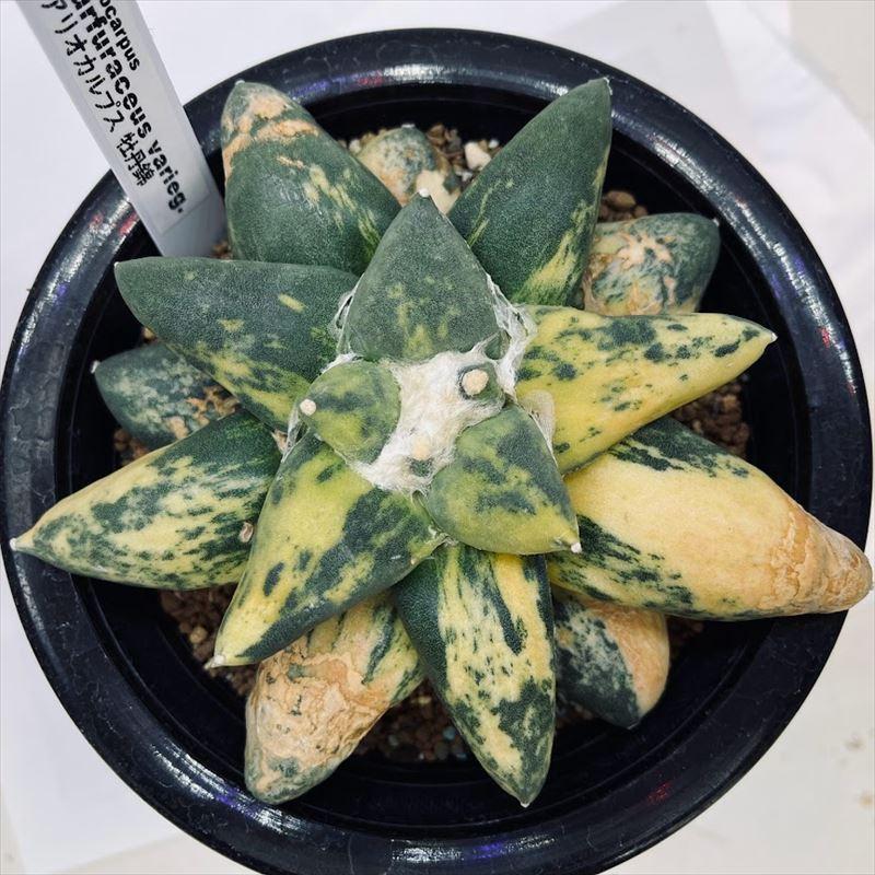 サボテン：アリオカルプス 牡丹錦*幅14cm 現品！一品限り : 遊恵盆栽