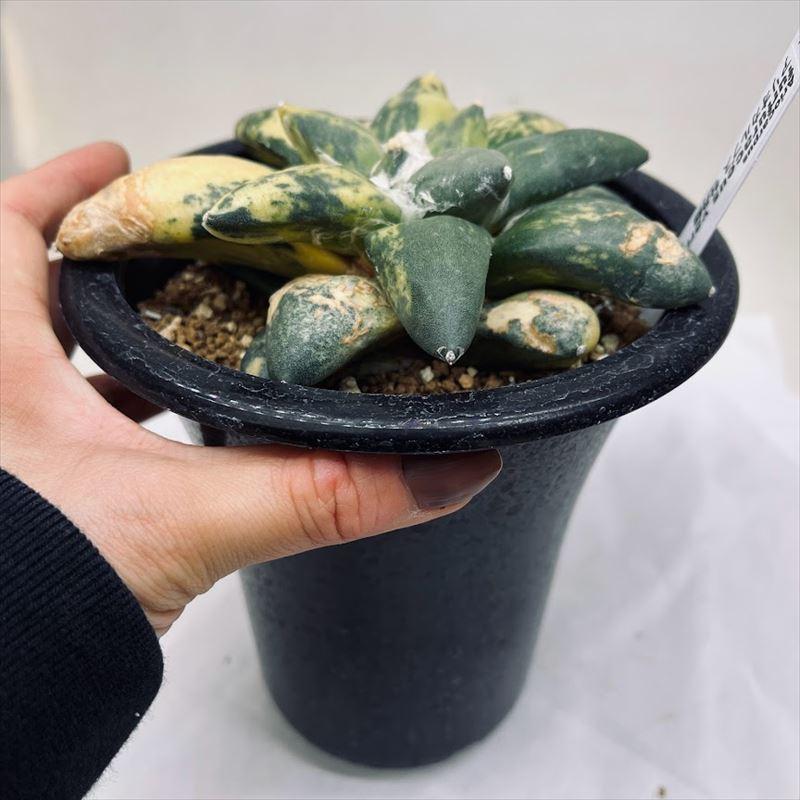 サボテン：アリオカルプス 牡丹錦*幅14cm 現品！一品限り : 遊恵盆栽